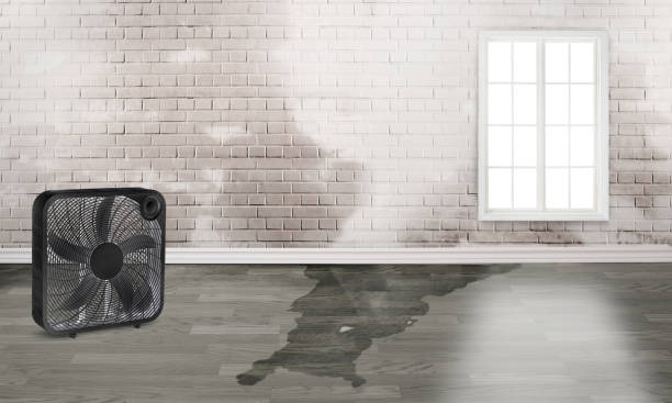 Best Water damage restoration near me  in Burnt Store Marina, FL